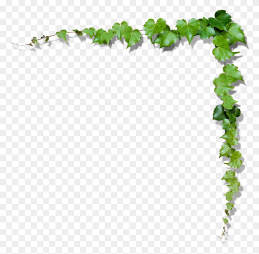 785x767 Hojas De Arbol Прозрачные Листья Дасара, Растение, Плющ, Виноградная Лоза Png Скачать