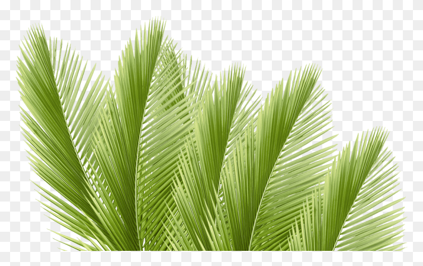1051x631 Hojas De Palmera, Зеленый, Лист, Растение Hd Png Скачать