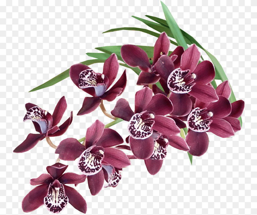 Hojas Flores Exoticas, Flower, Orchid, Plant Transparent PNG