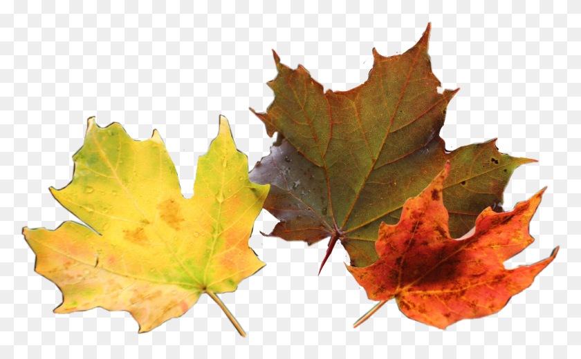 1024x605 Hojas Naranja Nature Leaves Maple Leaf, Leaf, Plant, Tree HD PNG Download
