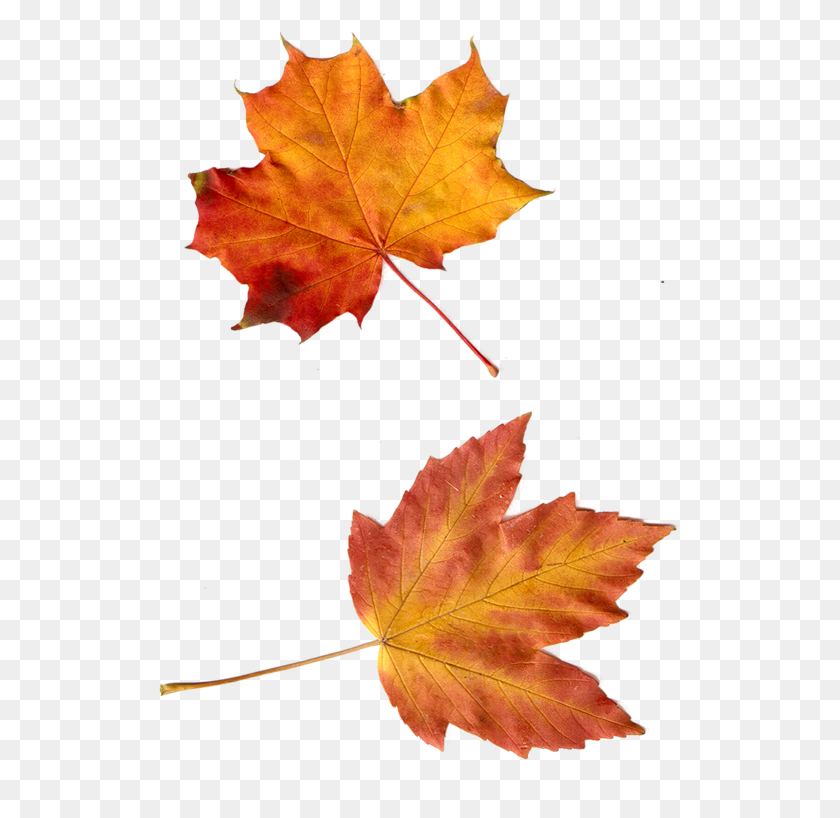 524x758 Hojas Para Photoscape, Leaf, Plant, Tree HD PNG Download