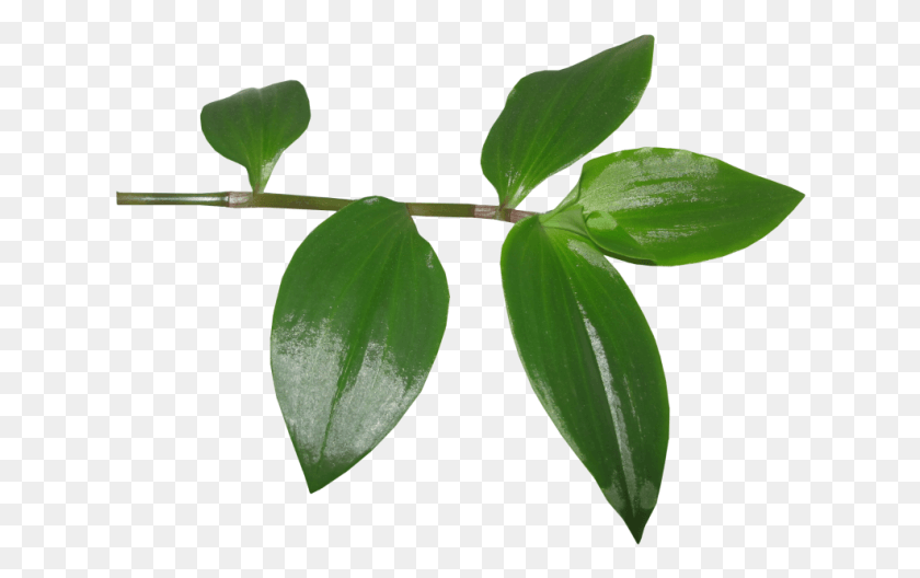 632x468 Hojas Tree, Leaf, Plant, Annonaceae HD PNG Download