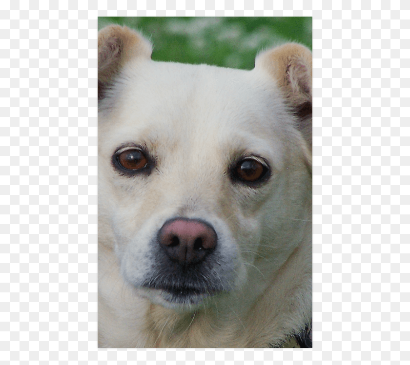 449x689 Hokkaido, Perro, Mascota, Canino Hd Png