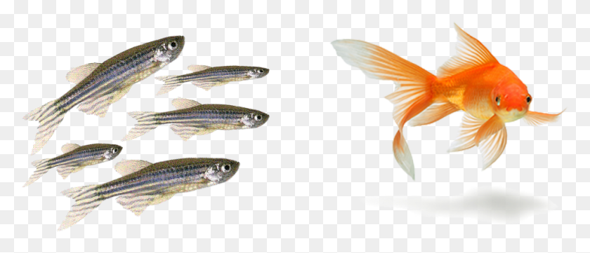 959x371 Hola Amigos Del Blog Hoy Queremos Iniciar Hablando Transparent Background Gold Fish, Animal, Sea Life, Bird HD PNG Download