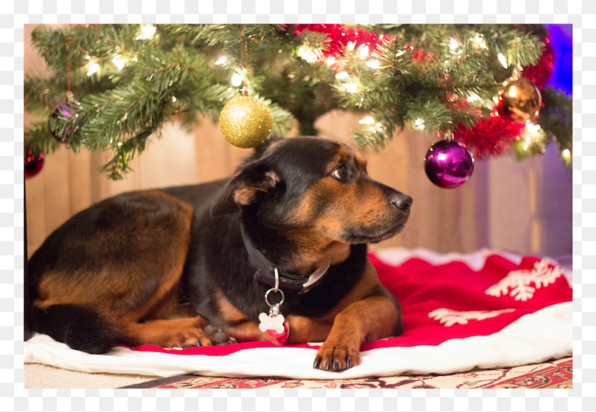 780x521 Holiday Hazards Part 1 Of Companion Dog, Pet, Canine, Animal HD PNG Download