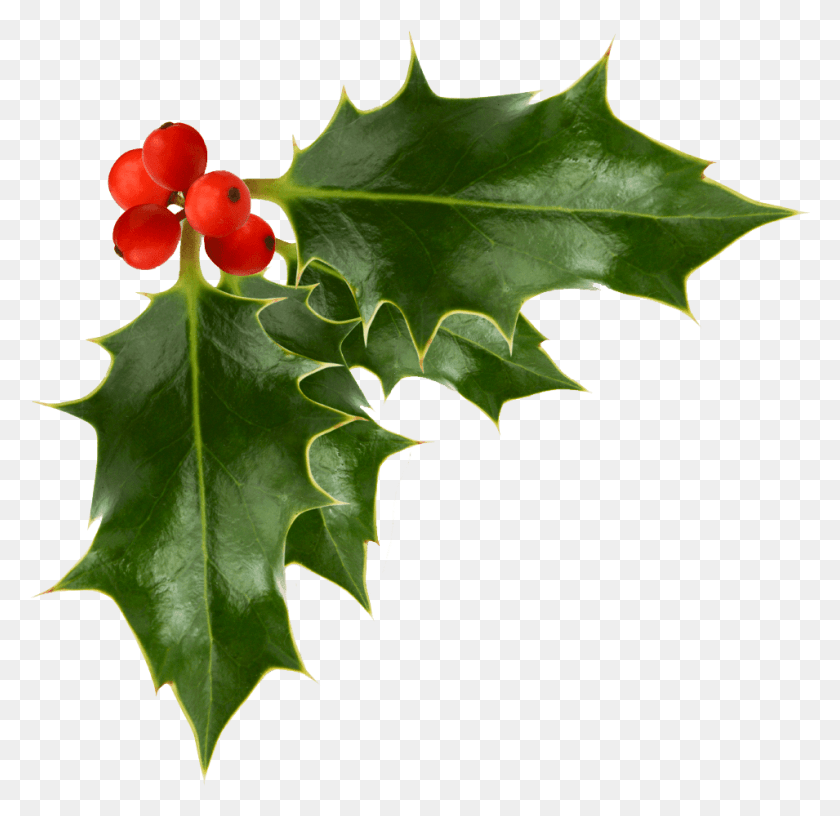 955x926 Holly Berries Transparent Image Festive Transparent Holly And Berries, Leaf, Plant, Tree HD PNG Download