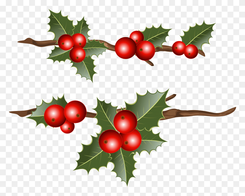 4172x3273 Holly Branches Clipart Image Holly Free, Plant, Leaf, Fruit HD PNG Download