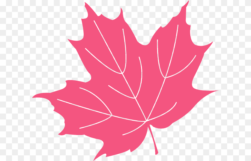 626x539 Holly Leaf, Maple Leaf, Plant, Tree, Person Transparent PNG