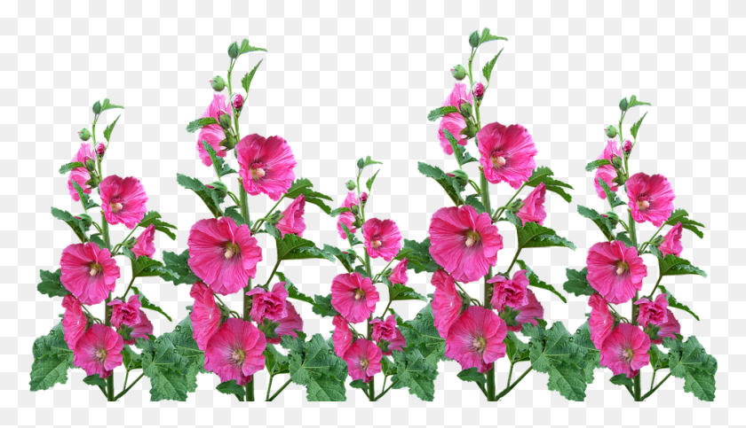 941x511 Hollyhocks Flowers Garden Blooming Cut Out, Plant, Flower, Blossom Descargar Hd Png
