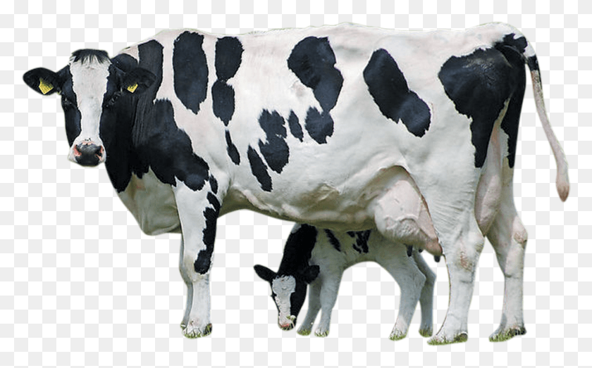 2660x1580 Holstein Cattle Calf Cow With Calf Clipart HD PNG Download