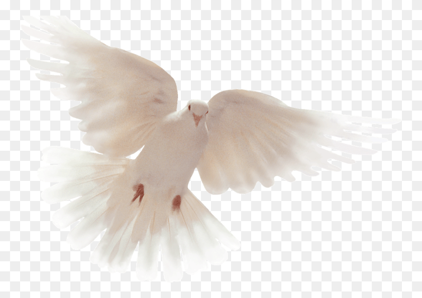 762x533 Holy Spirit Dove, Bird, Animal, Flying HD PNG Download