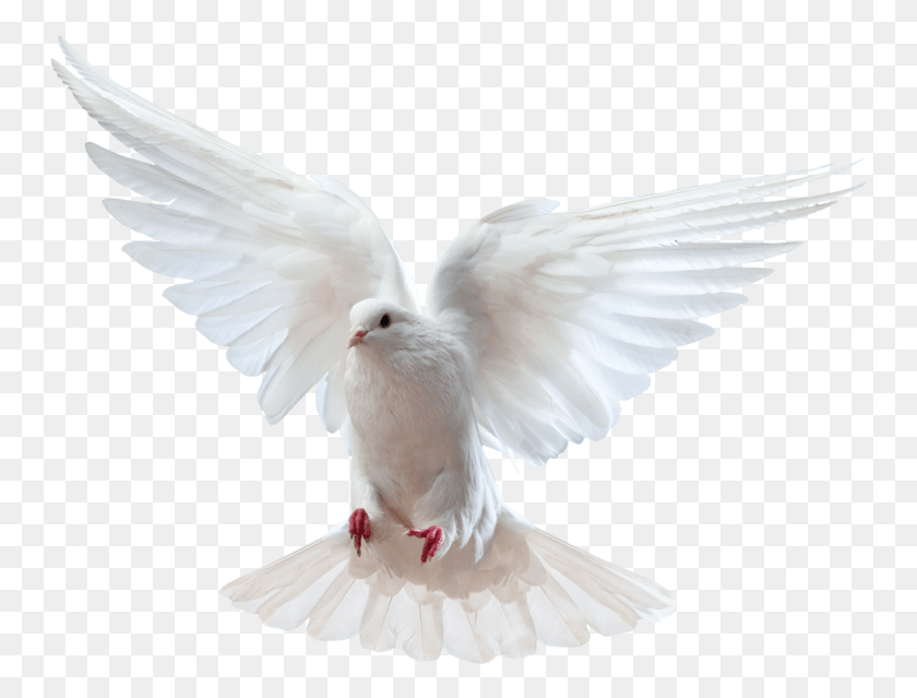 750x579 Holy Spirit Dove Dove And Bible, Bird, Animal, Pigeon HD PNG Download