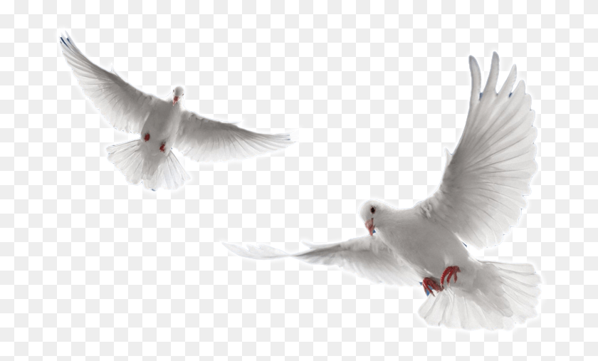 697x447 Holy Spirit Dove White Doves Flying, Bird, Animal, Pigeon HD PNG Download