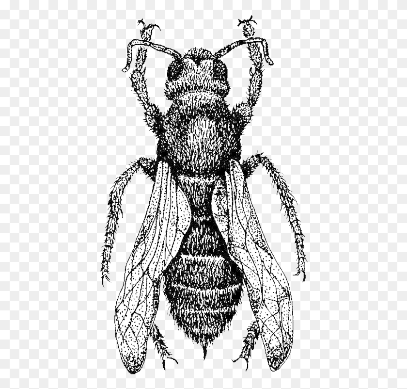 431x742 Png Домашняя Пчела, Насекомое, Беспозвоночное, Животное Hd