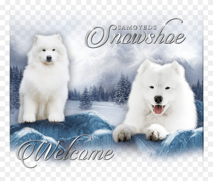 867x730 Домашняя Канадская Эскимосская Собака, Млекопитающее, Животное, Собак Hd Png Скачать