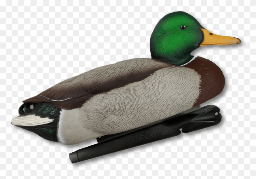 962x654 Home Decoys Duck Hunting Decoys Mallard, Waterfowl, Bird, Animal HD PNG Download
