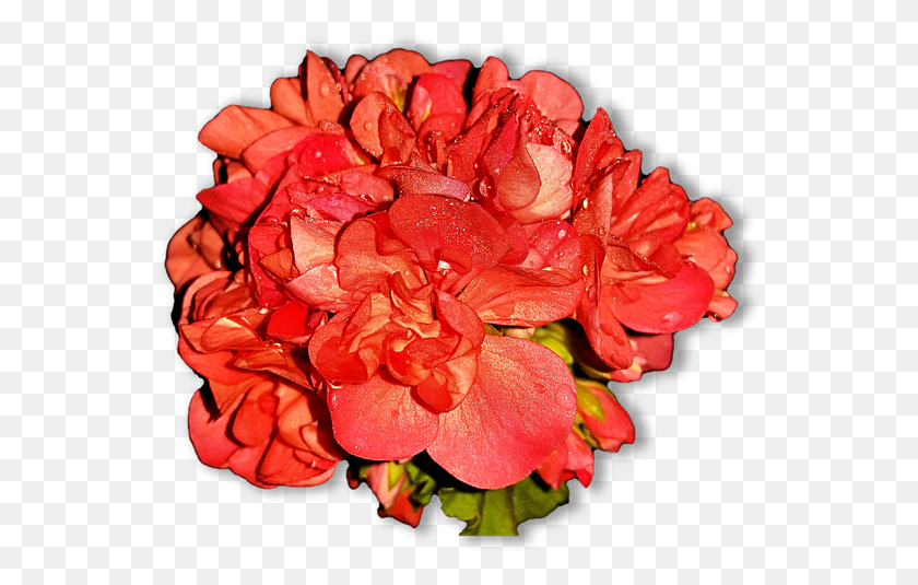 554x475 Home Flowers Pelagonia, Geranium, Flower, Plant HD PNG Download
