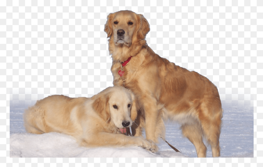801x486 Home Golden Retriever, Dog, Pet, Canine HD PNG Download