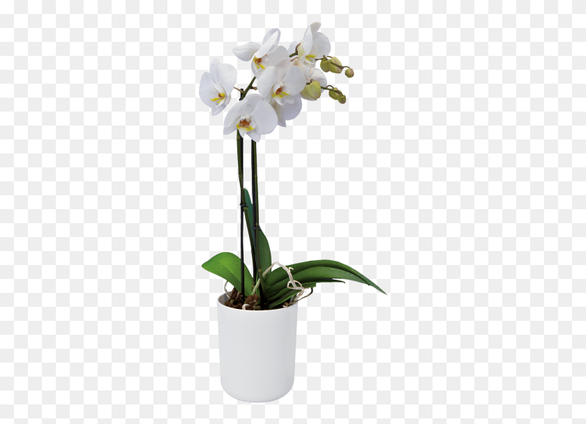 273x548 Home Gt Collection Gt B, Растение, Цветок, Цветение Hd Png Скачать