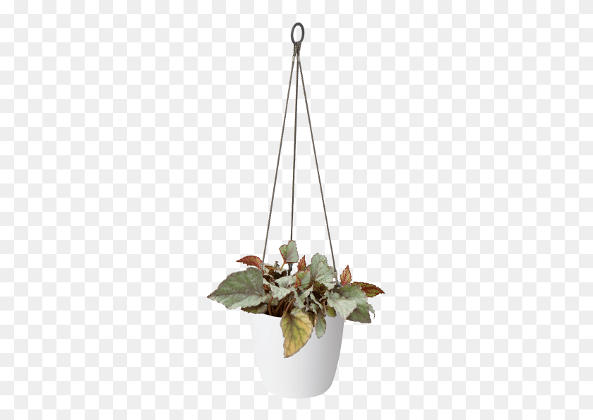 255x535 Home Gt Collection Gt Brussels Hanging Basket Flowerpot, Plant, Tripod, Ikebana HD PNG Download