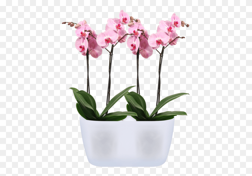 429x527 Home Gt Collection Gt Brussels Orchid Duo Elho Orchid, Plant, Flower, Blossom HD PNG Download