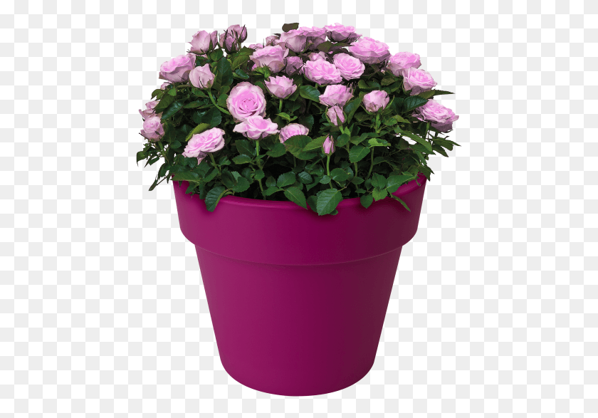 459x527 Home Gt Collection Gt Green Basics Top Planter Flowerpot, Plant, Geranium, Flower HD PNG Download