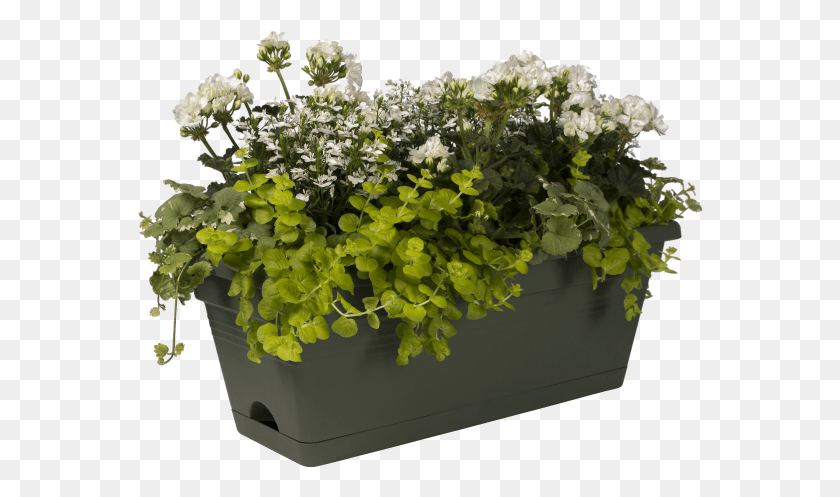 566x437 Home Gt Collection Gt Green Basics Trough Xl Allin1 Flowerpot, Plant, Flower, Blossom HD PNG Download