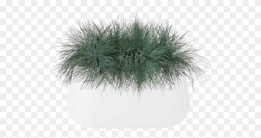 527x383 Home Gt Collection Gt Pure Cone Long Grass, Plant, Food, Seasoning HD PNG Download