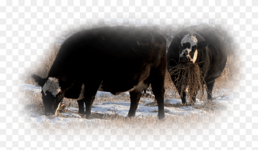900x495 Home Herd Sires Foundation Females Sales Sale Bulls Herd, Cow, Cattle, Mammal HD PNG Download