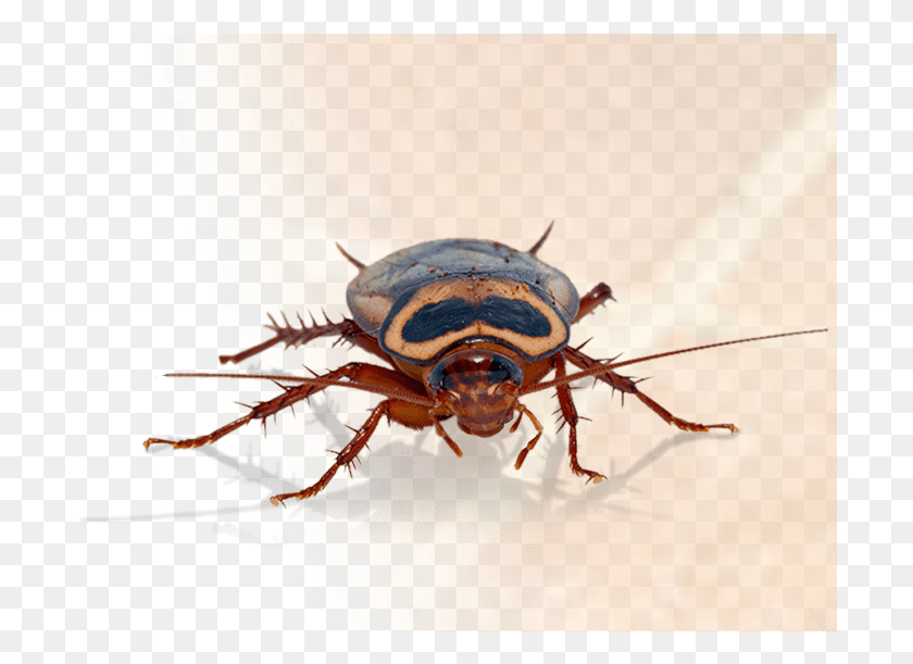 700x551 Home Pest Control In Katy Dung Beetle, Insect, Invertebrate, Animal HD PNG Download