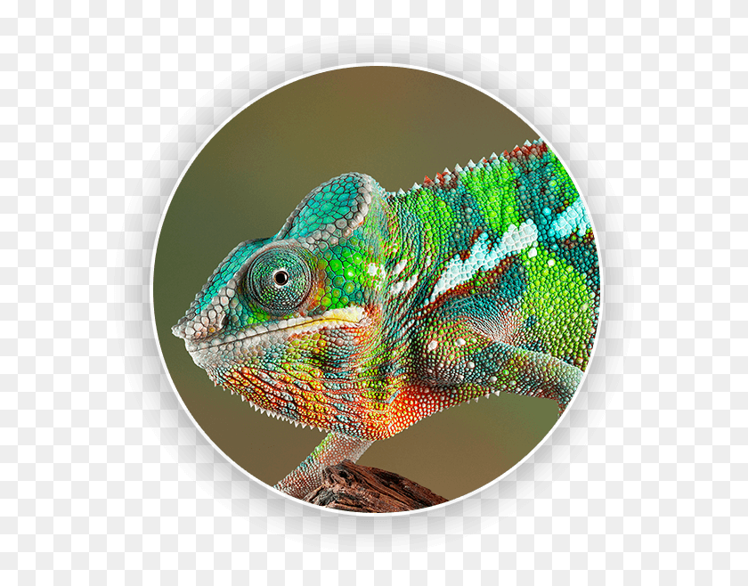 598x598 Descargar Png / Camaleon Domestico, Iguana, Lagarto, Reptil Hd Png