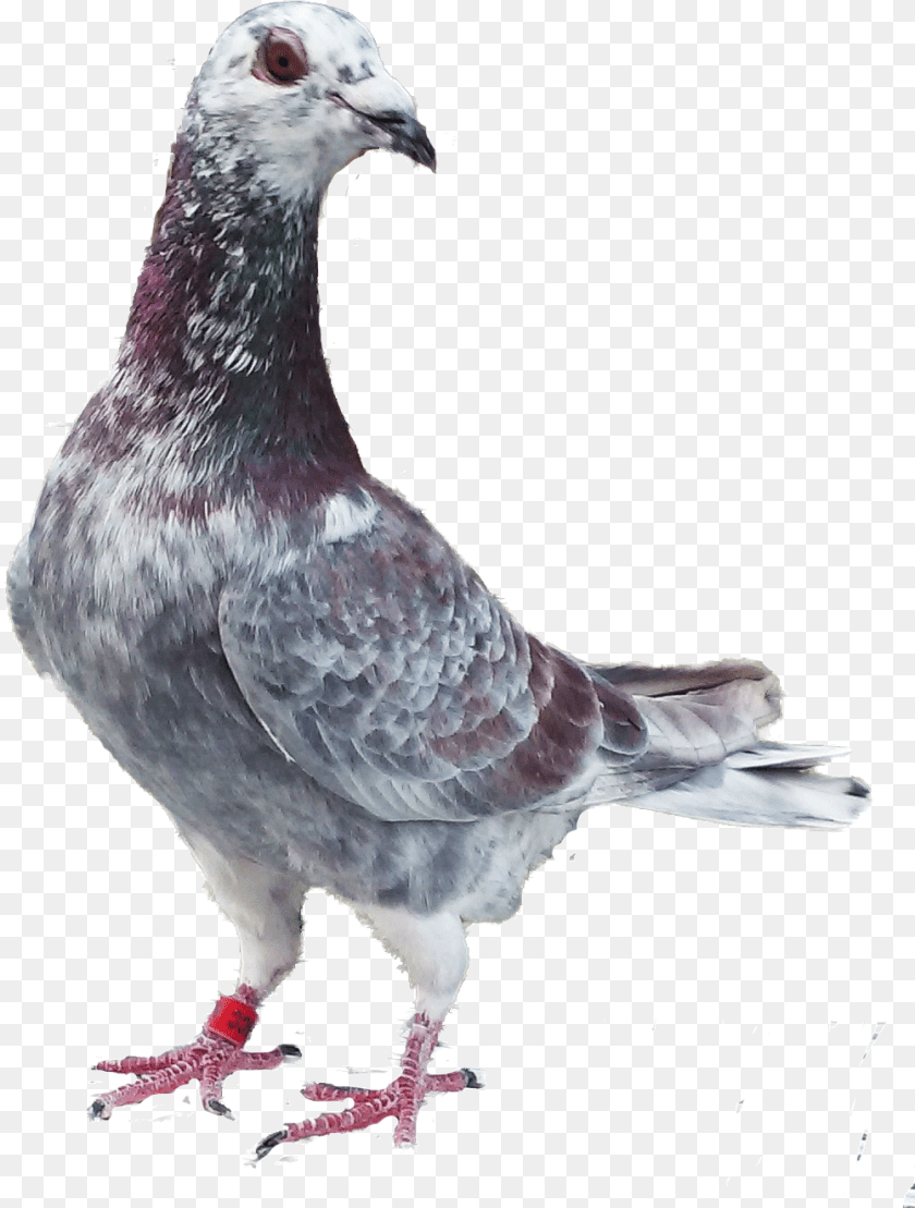 1001x1321 Homing And Racing Pigeons From Stock A Homar Pijen, Animal, Bird, Pigeon, Dove Transparent PNG