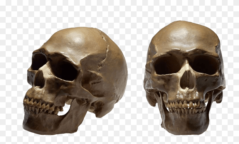 749x447 Homo Sapiens Therapy Ga Human Skeleton Cranial Crane Humain, Helmet, Clothing, Apparel HD PNG Download