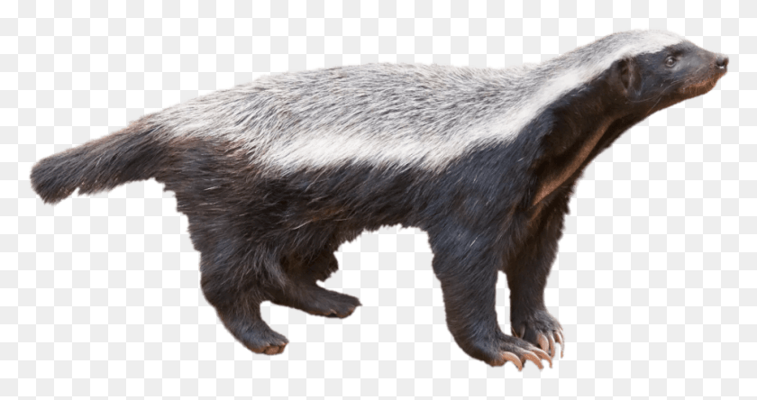 943x465 Honey Badger With White Background, Wildlife, Animal, Mammal HD PNG Download