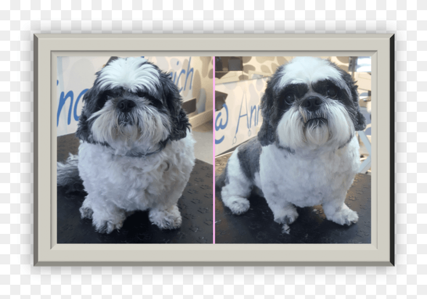 1520x1030 Honey Hunstle Shih Tzu Companion Dog, Pet, Canine, Animal HD PNG Download