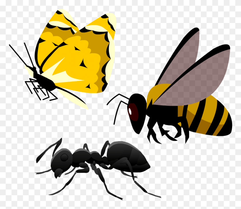 801x687 Honeybee Honeybee, Invertebrate, Animal, Insect HD PNG Download