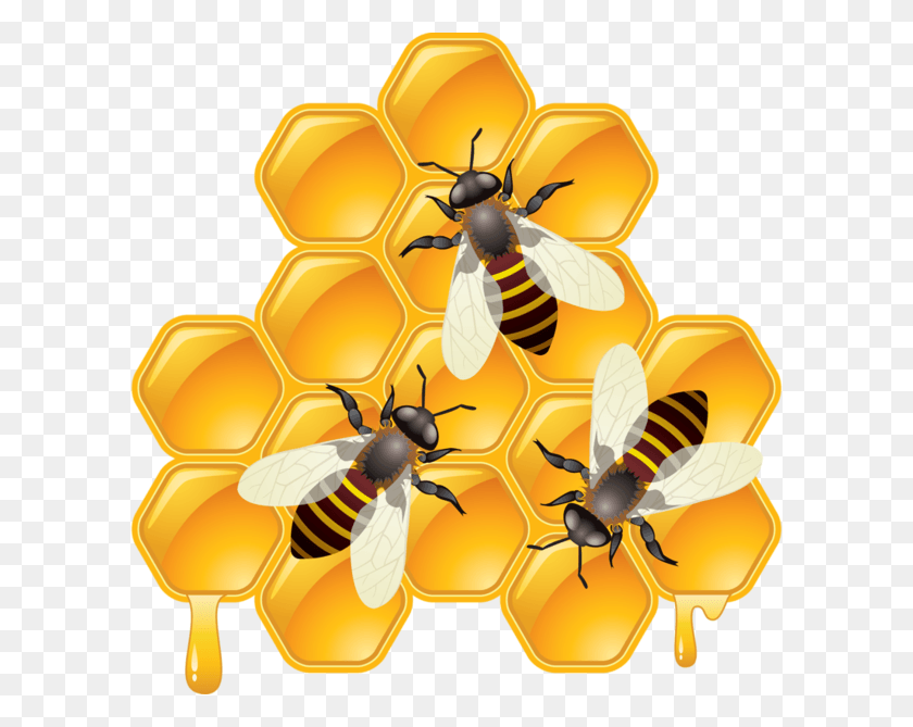 600x609 Honeycomb Clipart Transparent Pcheli Soti Risunok, Honey Bee, Bee, Insect HD PNG Download
