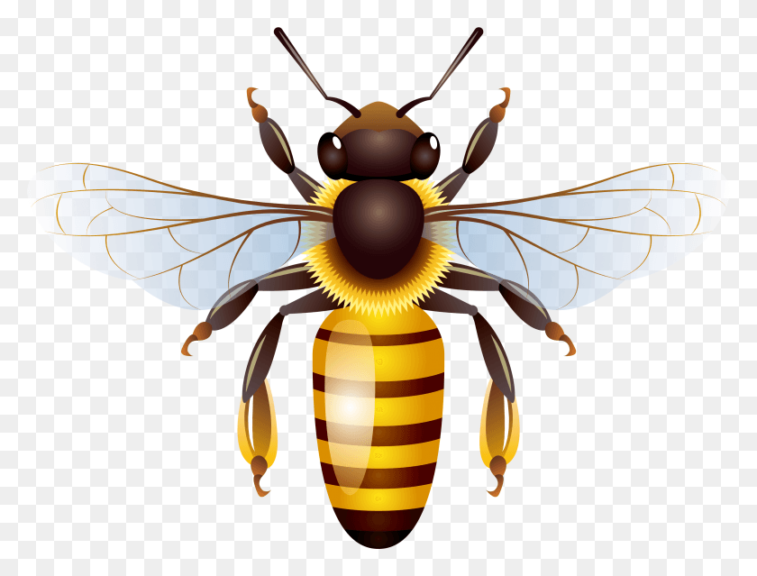 2832x2104 Honeycomb Transprent Free Fly Wasp Vector Bee, Honey Bee, Insect, Invertebrate HD PNG Download