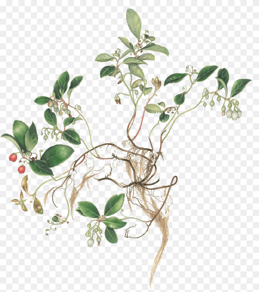 2049x2311 Honeysuckle, Plant, Leaf, Herbs, Potted Plant PNG