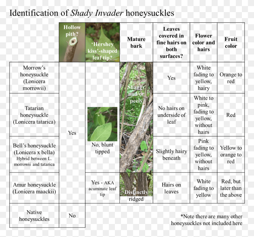 978x907 Honeysuckle Identification Tips Honeysuckle How To Identify, Vegetation, Plant, Land HD PNG Download
