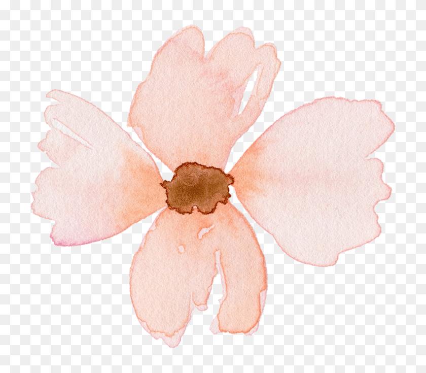 770x675 Honeysuckle Impatiens, Petal, Flower, Plant Descargar Hd Png