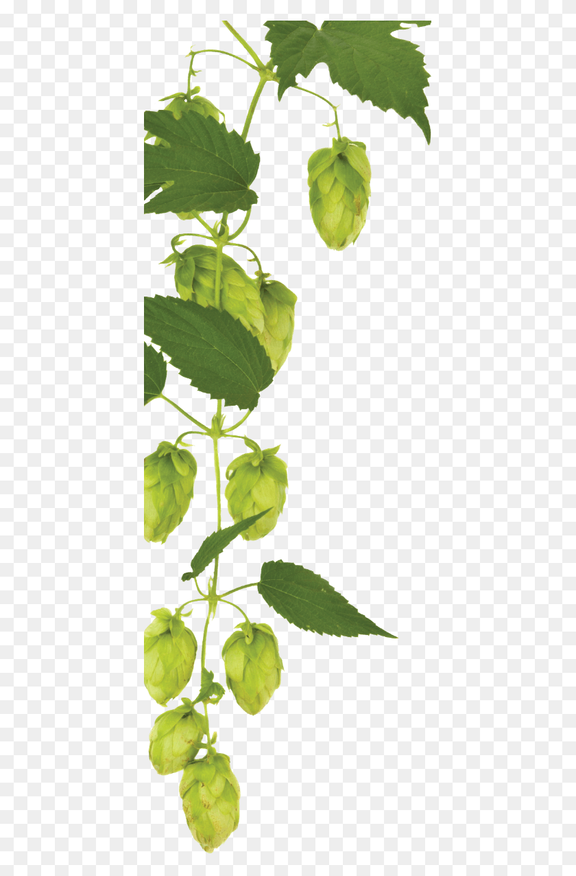 419x1216 Хмель На Дереве, Лист, Растение, Зеленый Hd Png Скачать