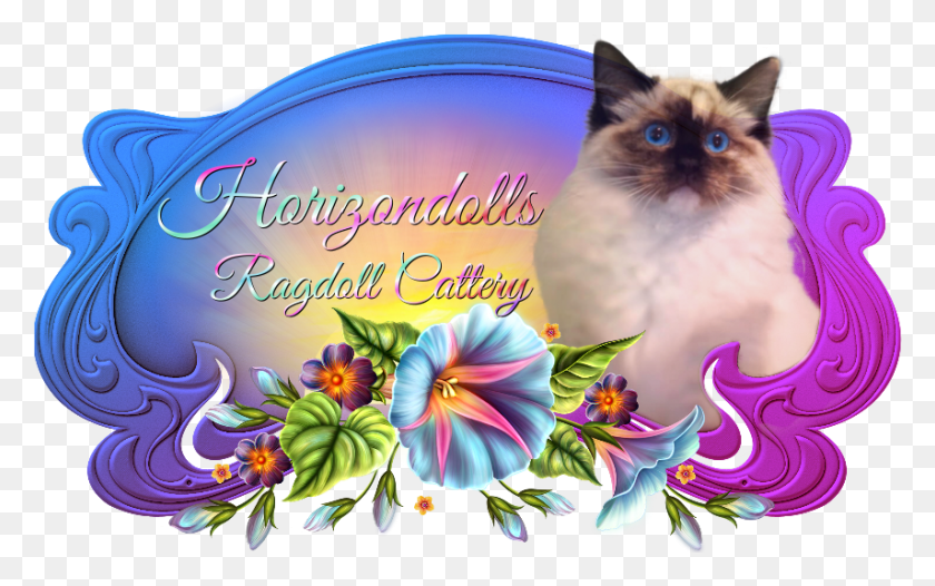 855x511 Horizondolls Balinese, Cat, Pet, Mammal HD PNG Download