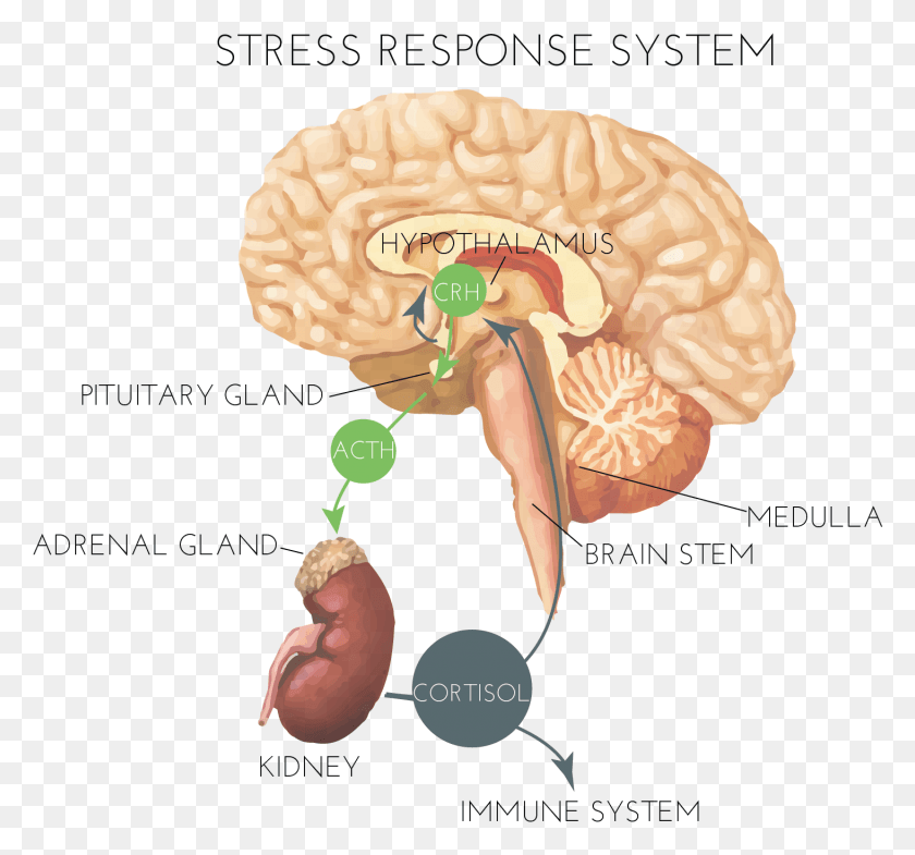 1463x1360 Hormones And Stress Brain Stress Response System, Fungus, Ear HD PNG Download