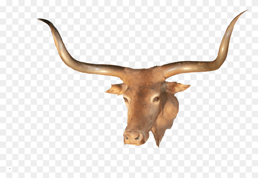 3554x2362 Horn, Longhorn, Cattle, Mammal HD PNG Download