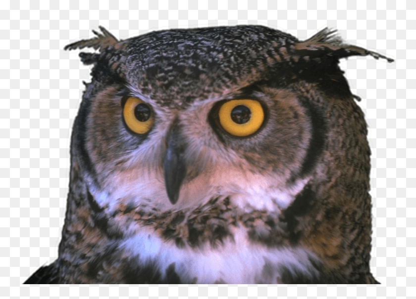 1189x832 Horned Owl Great Horned Owl Blue Eyes, Bird, Animal, Chicken HD PNG Download