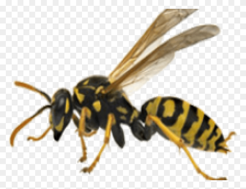 900x675 Hornet, Wasp, Bee, Insect HD PNG Download