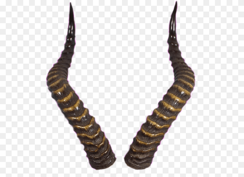 Horns, Electronics, Hardware, Animal, Insect Transparent PNG