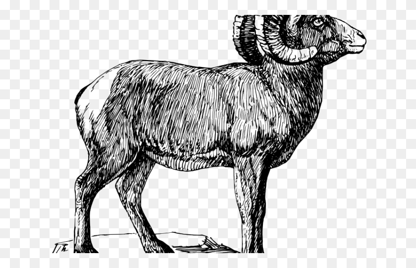 640x480 Рога Бесплатно На Dumielauxepices Net Goat Bighorn Sheep Черно-Белый Клипарт, Животное, Млекопитающее, Олень Hd Png Скачать