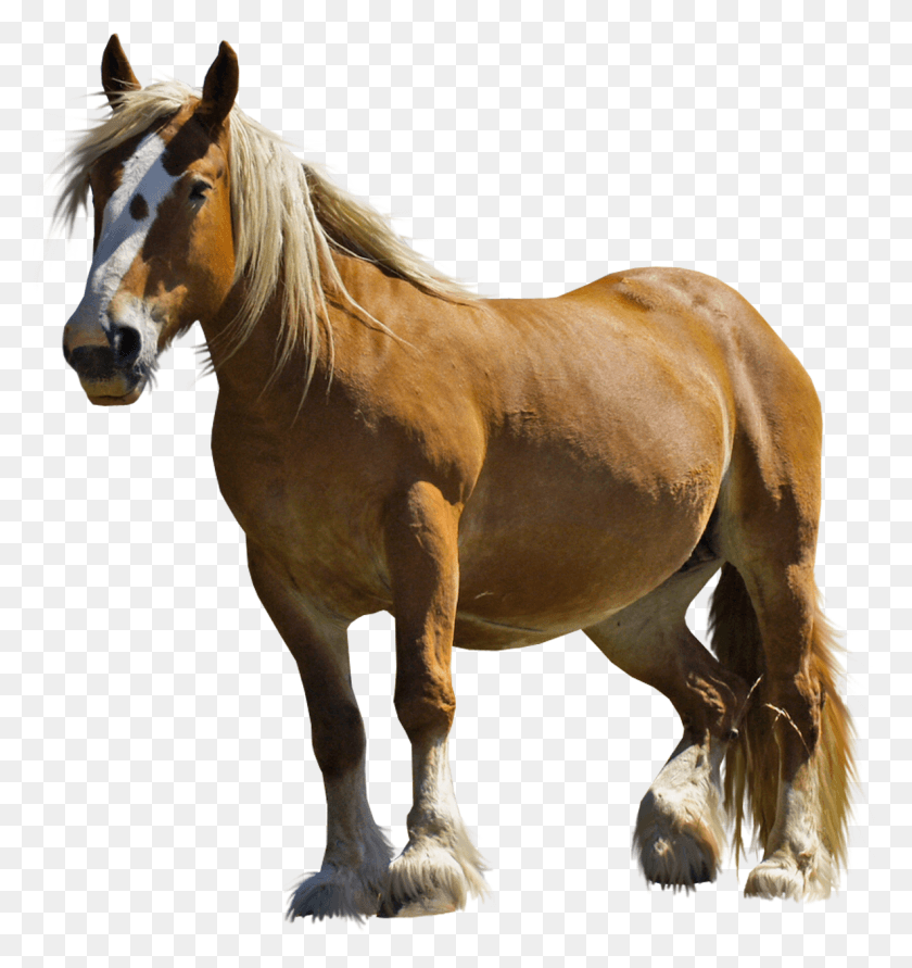 1184x1262 Horse, Mammal, Animal, Colt Horse HD PNG Download